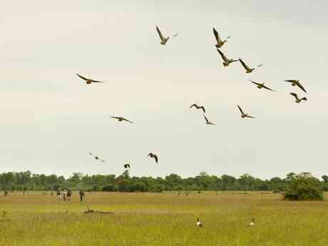 Luangwa Family Safari